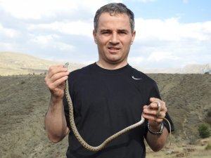 Prof. Dr. Başkaya: "Kırsal Alanlara Doğru Yerleşimler, İnsanlarla Yılanların Karşılaşma İhtimalini Artırdı"