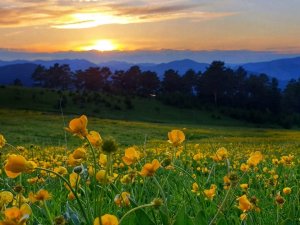 Gümüşhane Yaylalarında Görsel Şölen Başladı