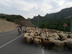 Şebinkarahisarlı Yaylacılar Haziran Ayına Kaldı