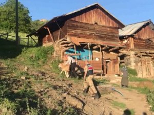 Jandarma Kayıp Buzağıları Drone İle Buldu