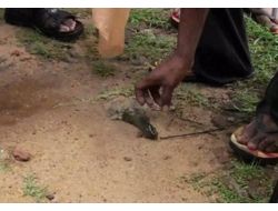 Sri Lanka’da Gökten Balık Yağdı