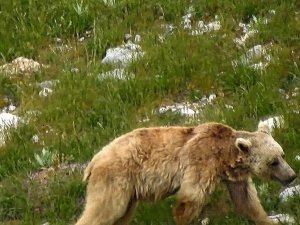 Bayburt’ta Vatandaşların Ayı Şaşkınlığı