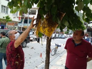 Oğul Veren Arılar Cadde Ortasındaki Ağaca Konunca Paniğe Neden Oldu