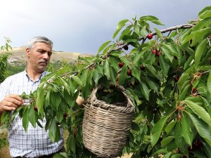 Dalbastı Kirazında Hasat Zamanı