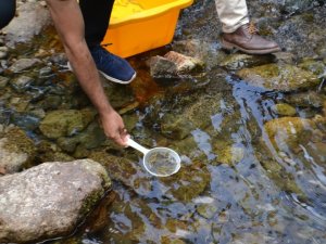 Giresun’da Alabalık Yavruları Dereye Salındı