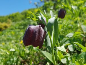 Ters Laleler Artvin’in Yüksek Yaylarını Süslüyor