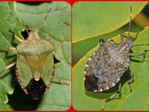 Fındıkta Yeşil Ve Kahverengi Kokarcaya Karşı Mücadele Uyarısı
