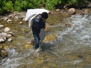 Şırnak’ta Sezonun Son Pancarları Toplandı