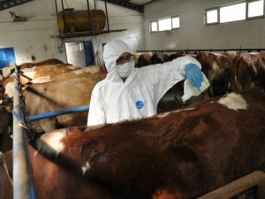 Gümüşhane’de Keneye Karşı İlaçlamalı Mücadele