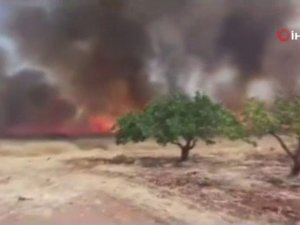 Suriye’de Esad Rejimi Yüzlerce Ağacı Ateşe Verdi