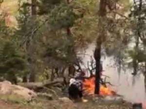Artvin’de Ormanlık Alana Düşen Yıldırım Sonrası Yangın Çıktı