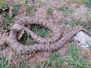 Tunceli’de Topbaş Keler Görüntülendi