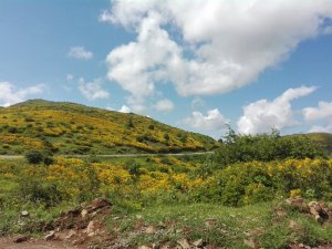 Ordu’nun Yaylalarında Kartpostallık Görüntüler