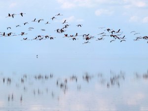 Doğa Harikası Tuz Gölü’nde Yavru Flamingo Şöleni