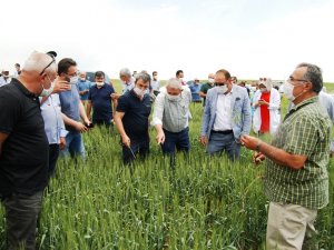 Milli Ve Yerli Buğday Tohumu Çeşidi Çiftçiyle Buluştu