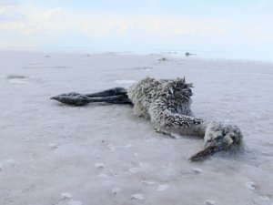 Tuz Gölü’nde Yüzlerce Flamingo Telef Oldu