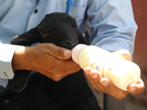 Depremzede Kuzuya Bebek Gibi Bakıyorlar