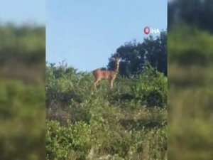 İstanbul’da Şaşırtan Görüntü, Otoban Kenarında Karaca Görüntülendi
