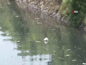 Küçüksu Deresinin İçler Acısı Hali Havadan Görüntülendi