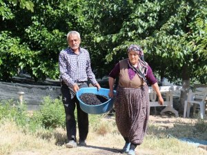 Şifa Deposu Karadutta Hasat Mevsimi