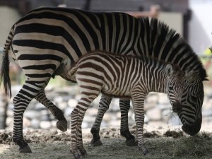Bursa Hayvanat Bahçesi’nde Yavru Zebra Ve Karıncayiyen Heyecanı