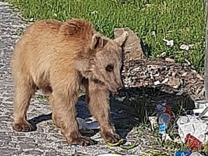 Bitlis’in Maskotu Boz Ayılar Yeniden Görüldü