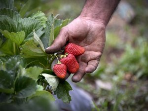 Bu Çilekler Çok Farklı
