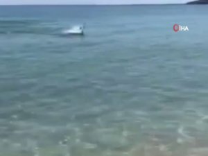 Riva Kumsalında Yüzen Yunus Renkli Görüntüler Oluşturdu