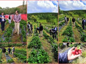 Giresun’da Çilek Hasadı İkinci Yılında 2 Katına Çıktı