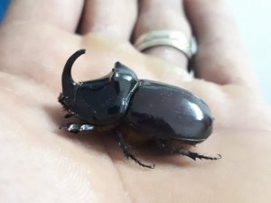 Dünyanın En Güçlü Böceği, Davetsiz Misafiri Oldu