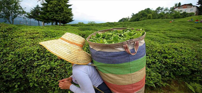 ÇAYKUR Geçen Yıla Göre 100 Bin Ton Az Yaş Çay Aldı
