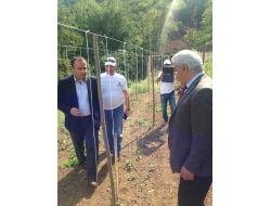 Fatsa’da Karpuz Fidesi Dikimi