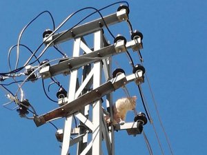 Elektrik Direğinde Mahsur Kalan Kedi Kurtarıldı
