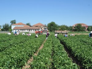 Bafra Ovası’nda Yazlık Ürün Sezonu Açıldı