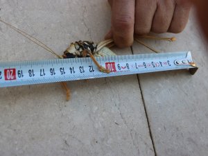 Diyarbakır’da Dev Çekirge Görenleri Hayrete Düşürdü