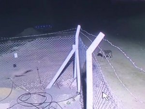 Kurt Sürüsünün Ortasında Kalan Tavşan Ölümden Kıl Payı Kurtuldu