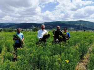 Gümüşhane’de Otun Şahı Olan Sarı Kantaronda Hasat Başladı
