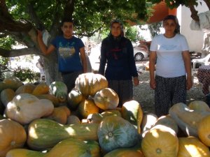 Bal Kabağı Hasatı Sancılı Başladı