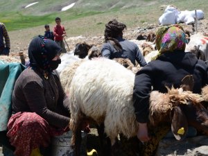 Siirtli Göçerlerin Zorlu Yayla Mesaisi Başladı