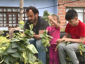 Rize’de Ihlamur Hasadı Başladı