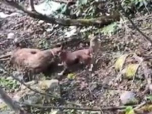 Artvin’de Yavru Ayıyı Vuran Ve Köpekleri Üzerine Salan Kişi Yakalandı