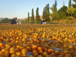Sarı’nın Kahve Rengine Yolculuğu
