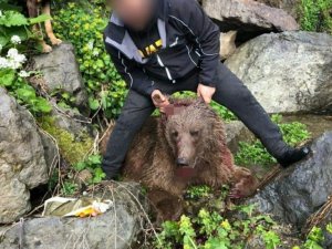 Yavru Boz Ayıyı Vuran Şahsa 30 Bin 608 Tl Para Cezası