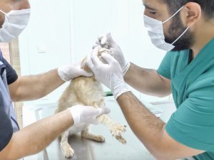 Minik Dostlar Şefkatli Ellerde Tedavi Ediliyor