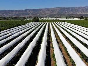 Sarıgöl Ovası Beyaz Örtüyle Kaplanıyor