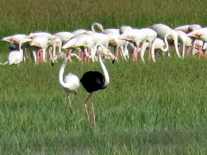 Sultan Sazlığı Milli Parkı’nda Siyah Flamingo Görüldü