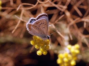 Türkiye Kelebekleri Risk Altında
