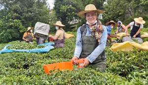 Artvin'de Çay Hasadına Yerli İş Gücü Desteği
