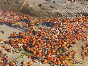 Dünyanın İlk Ve Tek Sakin Adası Gökçeada’dan Korkutan Görüntüler