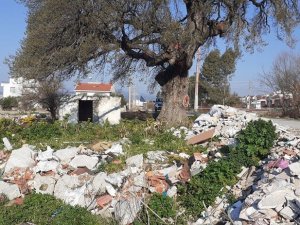 Kuşadası’nda 300 Yıllık Anıt Ağacın Çevresini Hafriyat Dökerek, Çöplüğe Çevirdiler